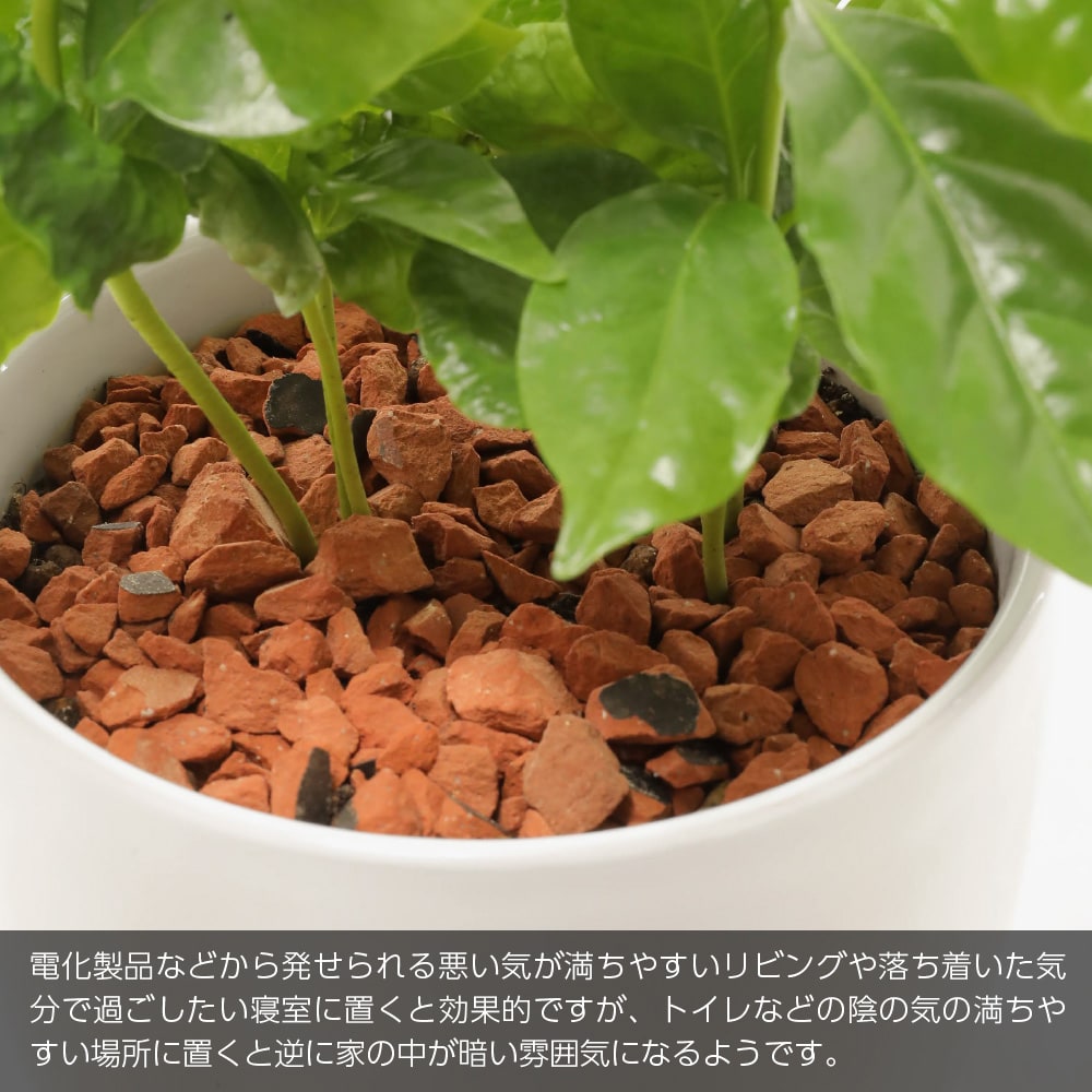 観葉植物 生木 生花 ミニ 小型 コーヒーの木 鉢植 受け皿付き 4号鉢