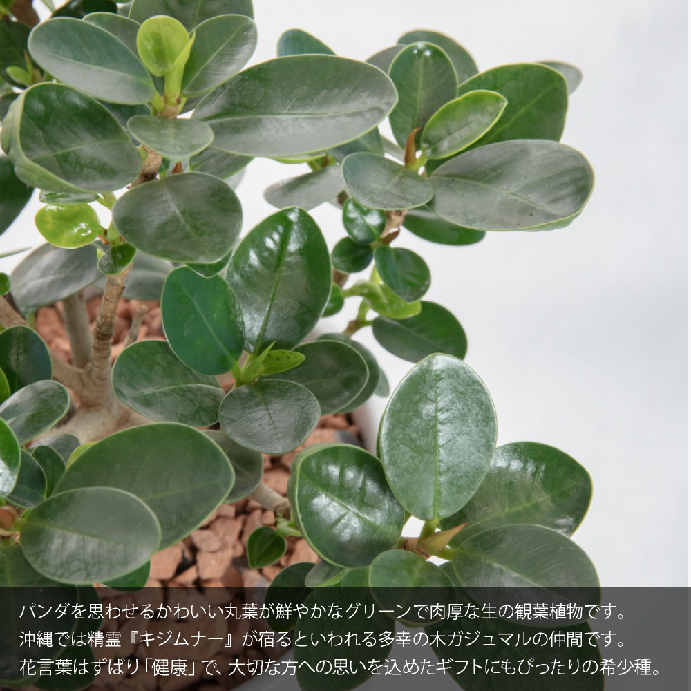 観葉植物 生木 ミニ 小型 送料無料 育てやすい パンダガジュマル 多幸の木 鉢植 4号鉢 陶器 4号鉢 インテリア おしゃれ 癒やし オフィス 玄関  : tje-pot18 : フェイクグリーンの神戸花物語 - 通販 - Yahoo!ショッピング