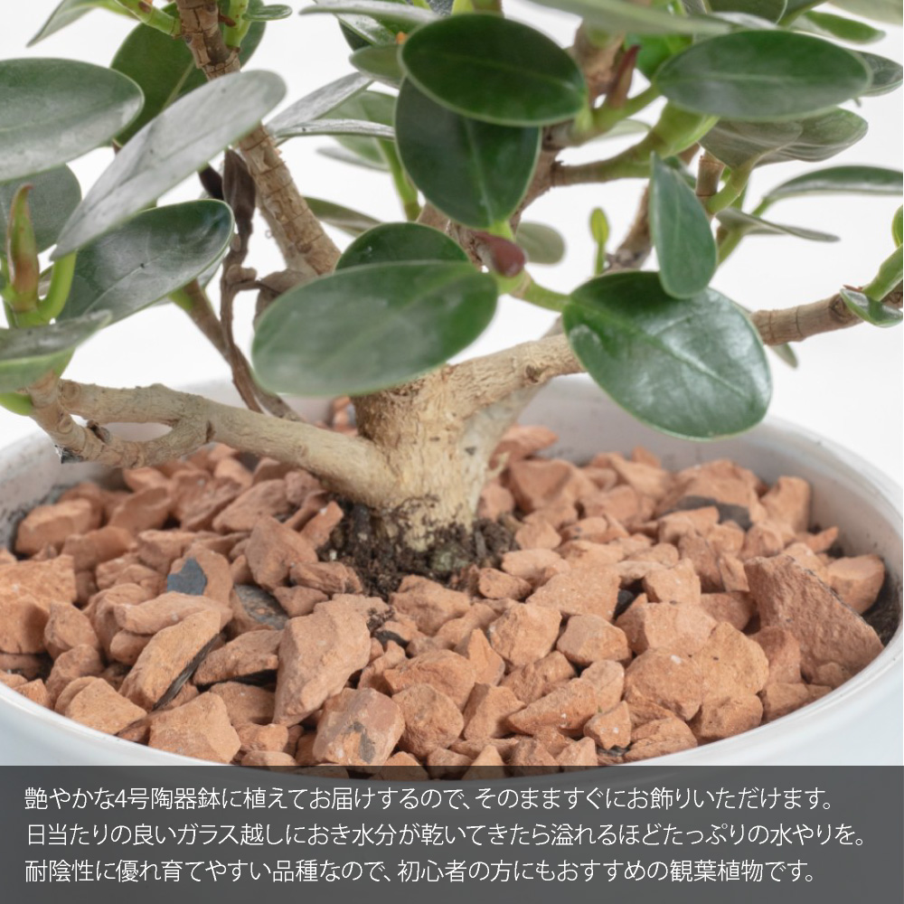 神戸花物語 観葉植物 生木 ミニ 小型 送料無料 育てやすい
