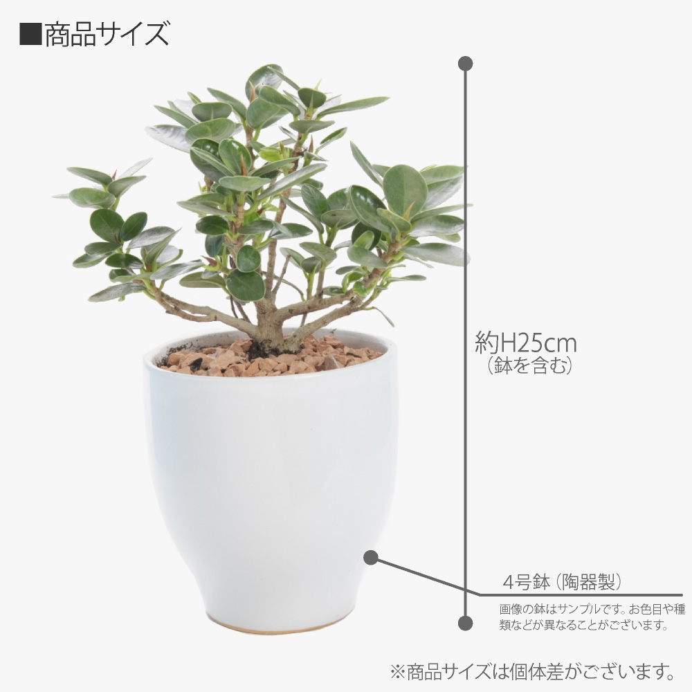 神戸花物語 観葉植物 生木 ミニ 小型 送料無料 育てやすい 神戸花物語 観葉植物 生木 ミニ 小型 送料無料 育てやすい