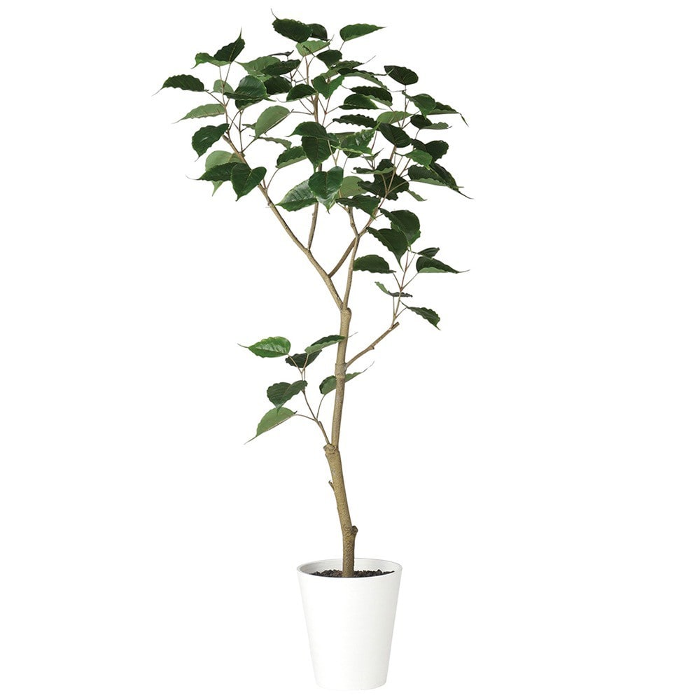 オータムセール 人工観葉植物 ベンガルボダイジュ FST 150cm 高さ150cm