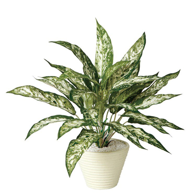人工観葉植物 アグラオネマシルバー 光触媒加工 高さ高さ50cm （P202