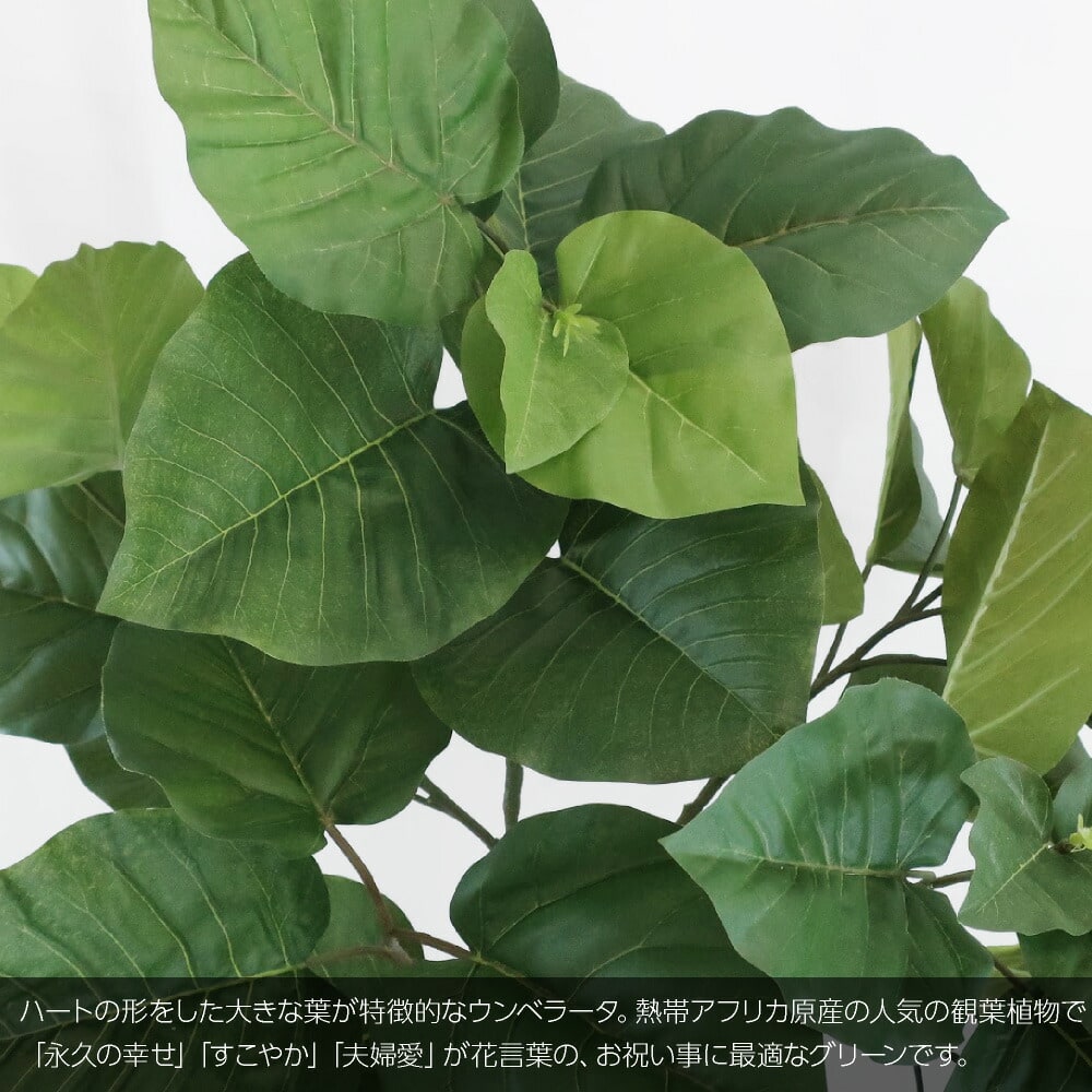 フェイクグリーン 観葉植物 人工観葉 大型 光触媒 フィカス ウンベラータ スパイラル 165cm ツイスト 曲がり こだわり 樹形 鉢植  造花(P4824) : tkd-fg5229pot : フェイクグリーンの神戸花物語 - 通販 - Yahoo!ショッピング