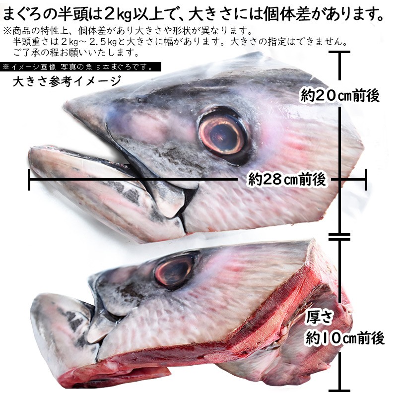 まぐろ メバチマグロ 半頭２kg以上×２個 アウトドア キャンプ バーベキュー食材 野外 ＢＢＱ メバチマグロ 鮪 かぶと焼き 兜 B級グルメ  お取り寄せグルメ :y-mebati-atama4:気仙沼素材屋 Yahoo!店 - 通販 - Yahoo!ショッピング