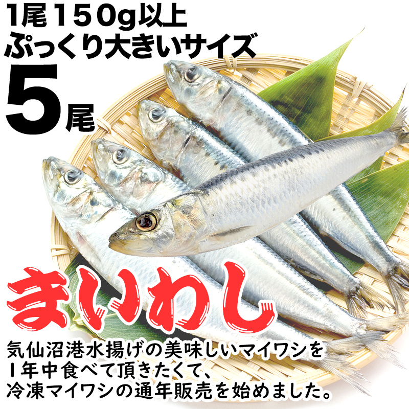 64％以上節約 得用いわし 1kg お買い得 詰め合わせセット 国産 愛知県産 鰯 真イワシ 真いわし お中元 ギフト クーポン対象商品 euso.se