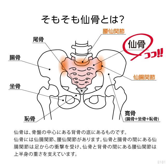 仙腸関節 押圧 腰仙関節 仙骨 ストレッチ 仙骨ほぐし 腰痛 改善 ゆがみ 腰回り 筋肉 ほぐし 334194 :334194:となりの雑貨屋さん -  通販 - Yahoo!ショッピング