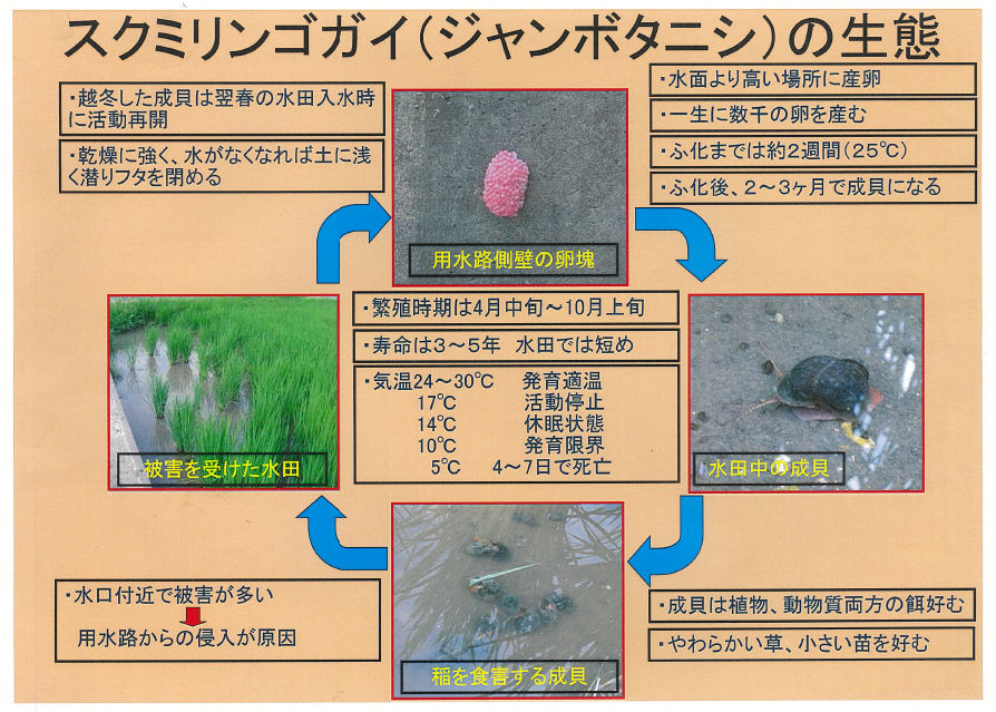 富士グリーン化学株式会社 ジャンボタニシ退治粒剤