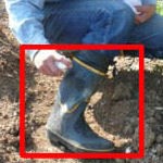 ヒル下がりのジョニー