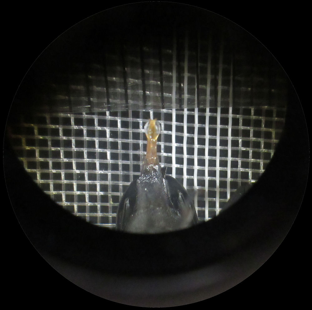 日本ワイドクロス株式会社 クビアカガードネット BKL4232