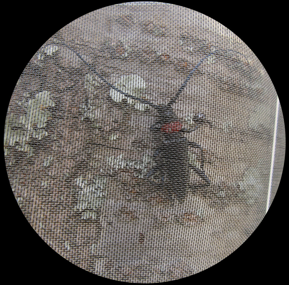 日本ワイドクロス株式会社 クビアカガードネット BKL4232