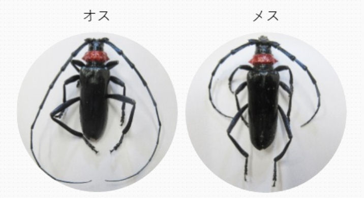 日本ワイドクロス株式会社 クビアカガードネット BKL4232