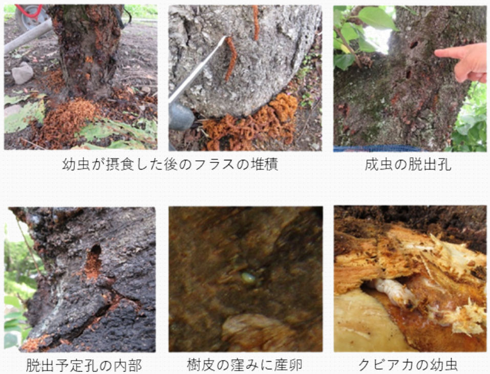 日本ワイドクロス株式会社 クビアカガードネット BKL4232