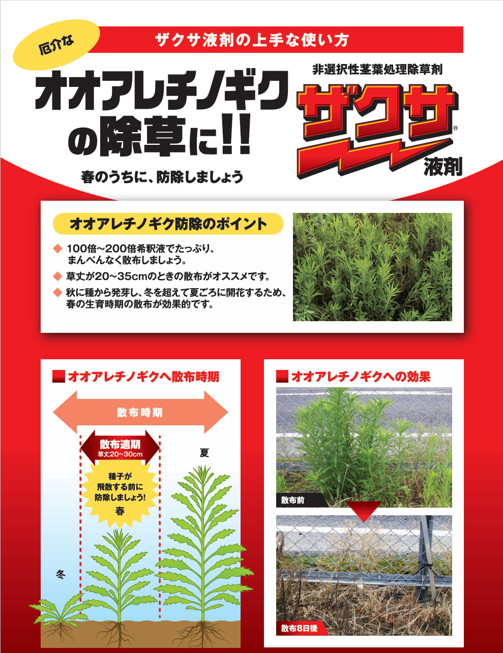 除草剤 効果 ザクサ液剤 2L 農薬 雑草 枯らす 三井化学クロップ