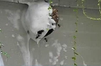 ハチの巣駆除ムース