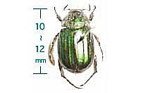 ヒラタアオコガネムシ用誘引剤
