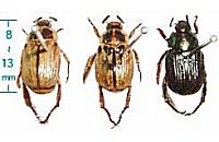セマダラコガネ