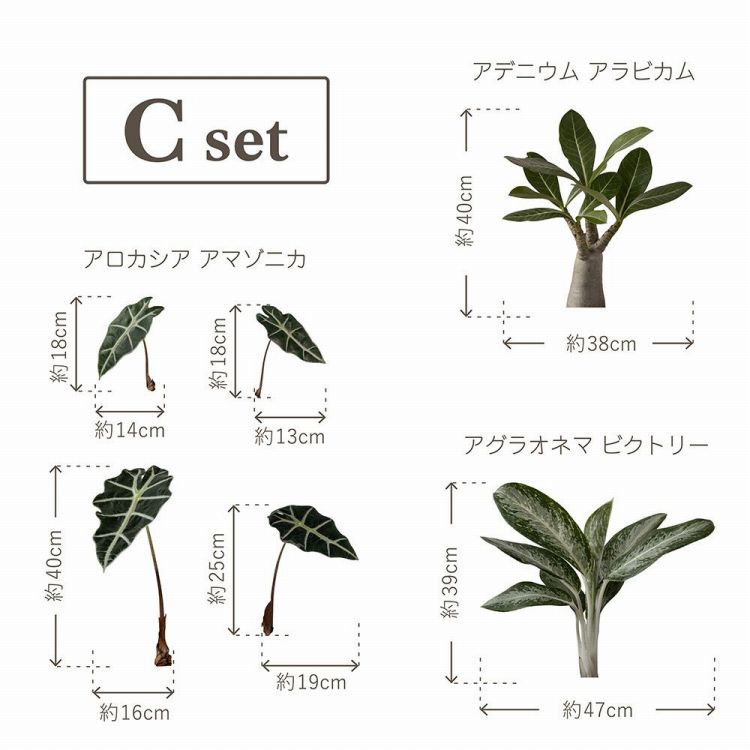 貼ってはがせる 観葉植物 ステッカー Sサイズ 3種1セット 貼ってはがせる 観葉植物 ステッカー Sサイズ 3種1セット
