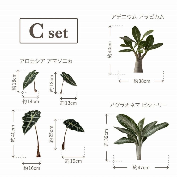 貼ってはがせる 観葉植物 ステッカー Sサイズ 3種1セット ボタニカル ウォールステッカー 壁シール ココヤシ サボテン コウモリラン 装飾 模様替え インテリア｜kabegamiya-honpo｜04