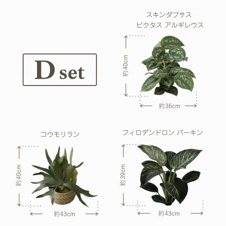 貼ってはがせる 観葉植物 ステッカー Sサイズ 3種1セット ボタニカル ウォールステッカー 壁シール ココヤシ サボテン コウモリラン 装飾 模様替え インテリア｜kabegamiya-honpo｜05