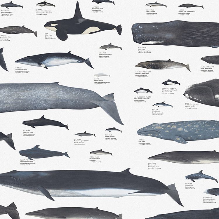 壁紙 クロス サンプル サイズ 国立科学博物館 海の生き物 海洋生物 動物 アニマル 植物 岩石 図鑑 子供部屋 キッズ サイエンス 張り替え アクセントクロス 壁紙屋本舗 Paypayモール店 通販 Paypayモール