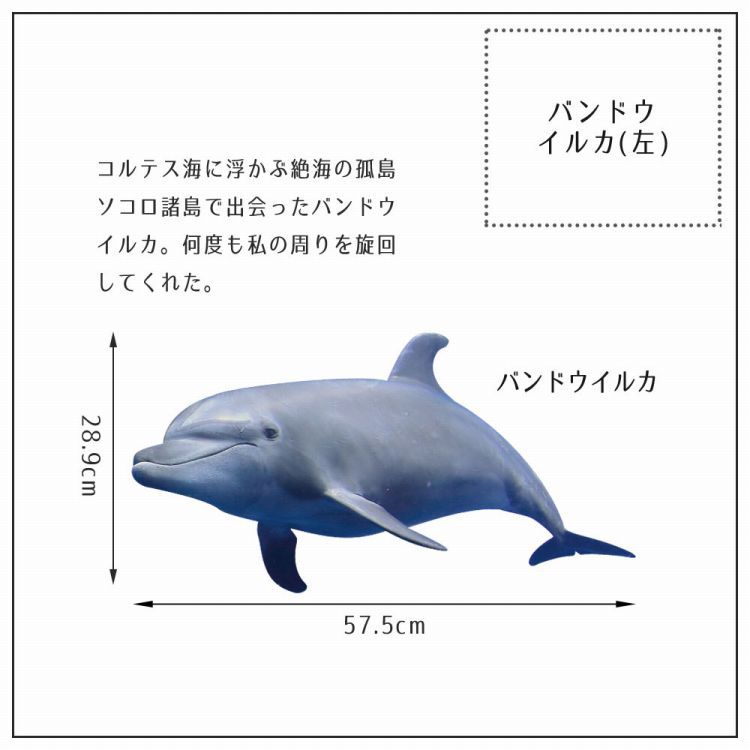 代引可 マンタ イルカ 海月 クリスマスセール 絵画 Www Comisariatolosandes Com