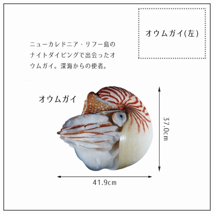 オウムガイ カットのおすすめ人気商品一覧 通販 - Yahoo