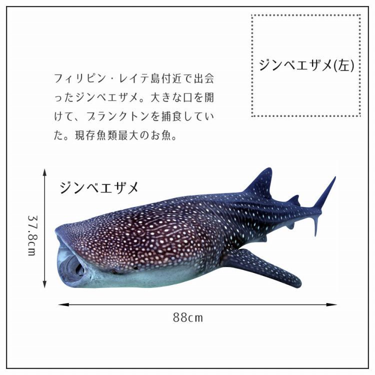 ウォールステッカー 海 はがせる ウォールシール イルカ サメ マンタ MLサイズ 鍵井 靖章 海の生き物 知育 子供部屋 浴室 トイレ 装飾｜kabegamiya-honpo｜15