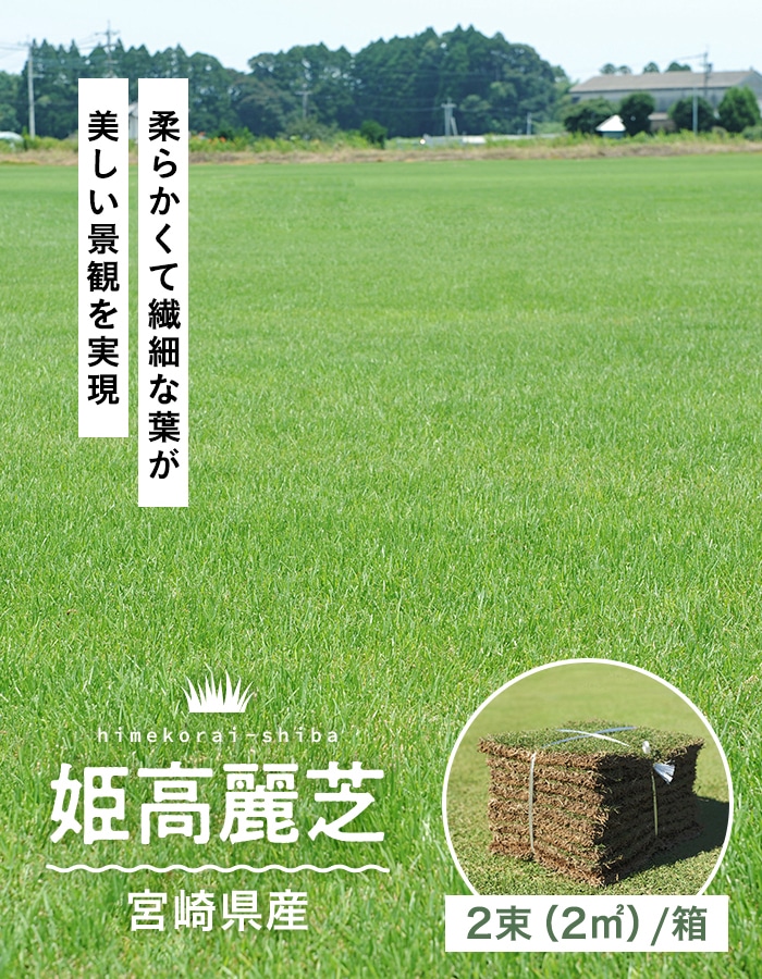 天然芝 芝生 姫高麗芝 宮崎県産 2束（2平米）入 ソッド