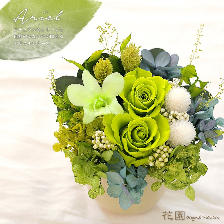 グリーンフラワーアゲート エンハイドロ Hydrangea macrophylla 'Endless Summer Pop Star Pink