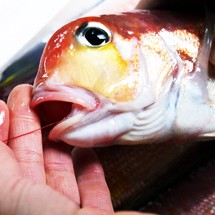 若狭ぐじ(甘鯛・あまだい)味噌漬け (姿1匹切り身)(若狭グジ　甘鯛　あまだい)満天青空レストランで紹介  [_215602_]