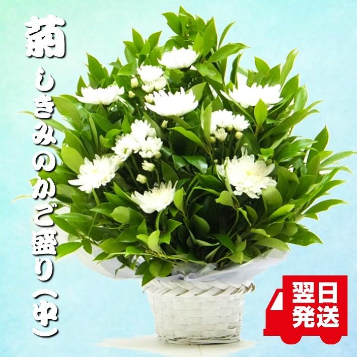 菊としきみのアレンジ(中) お供え お悔やみ 花 法事 四十九日 一周忌 三回忌 御供 しきみ かご花 : a-ks-m : 生花専門店 フラワーギフト 花on - 通販 - Yahoo!ショッピング