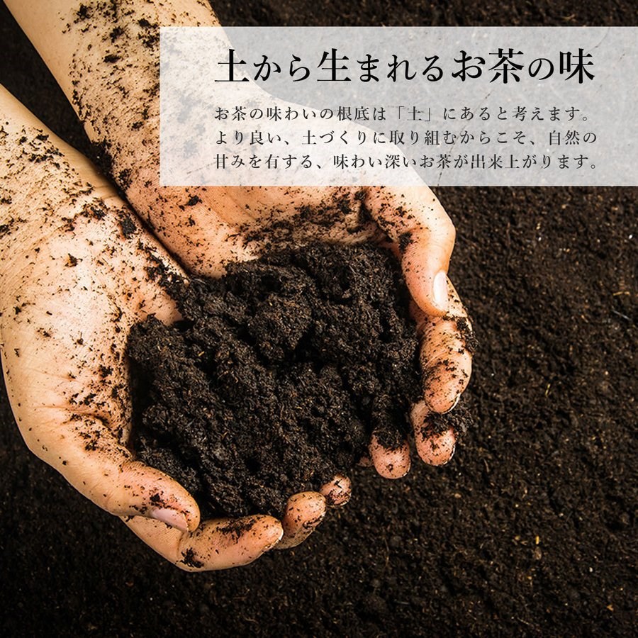 お茶 緑茶 送料無料  知覧茶 高級 老舗 深むし茶 深蒸し茶 鹿児島茶 茶葉 知覧金印 100ｇ×2本セット｜kagoshimachaen｜12