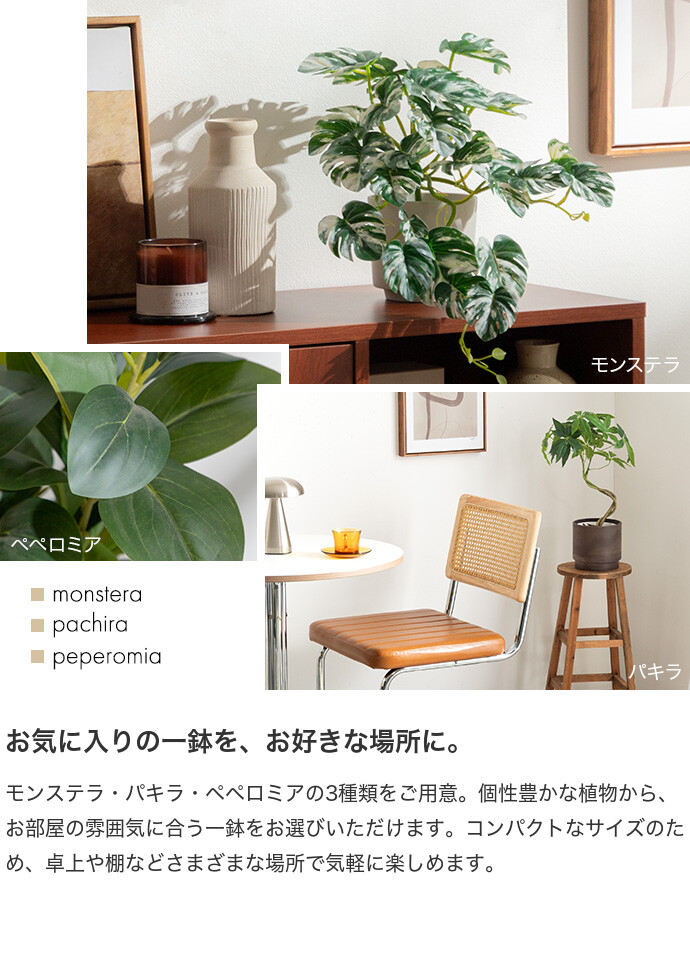 フェイクグリーン ペペロミア 卓上 光触媒 観葉植物 室内 人工 造花