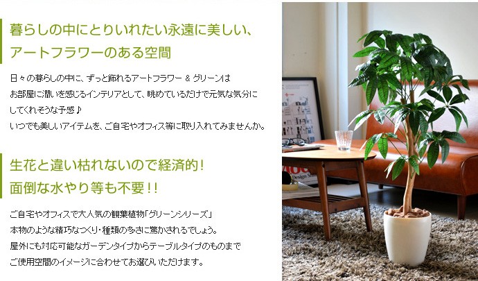 色々な パキラ インテリア 観葉植物 ガーデニング brandstoryonline.com