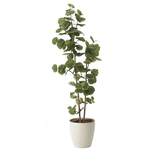 観葉植物 シーグレープ sea grape 室内 イミテーショングリーン : 家具