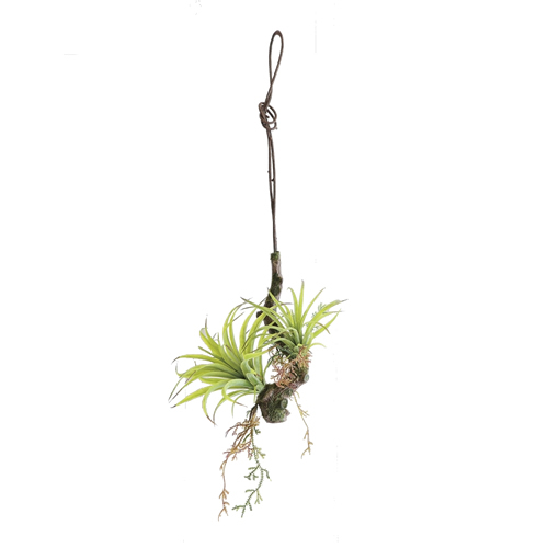 観葉植物 エアプランツ エアープランツ air plants 室内 : 家具350