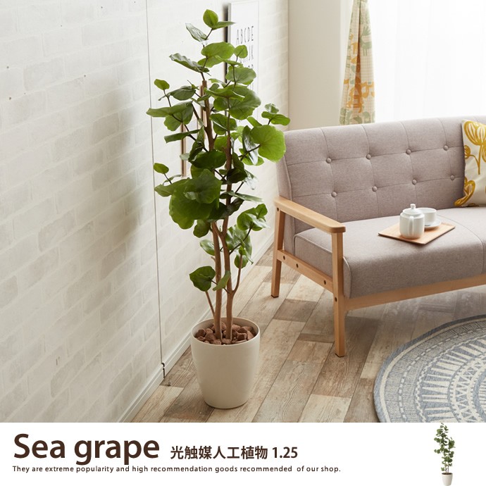 観葉植物 シーグレープ sea grape 室内 イミテーショングリーン : 家具