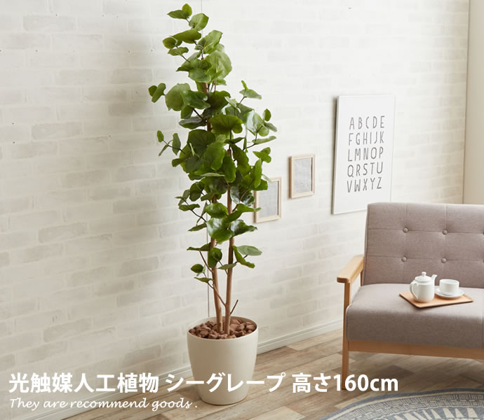 観葉植物 シーグレープ sea grape 室内 イミテーショングリーン : 家具
