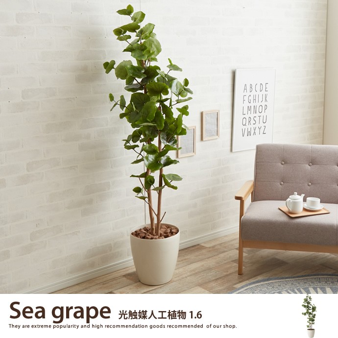観葉植物 シーグレープ sea grape 室内 イミテーショングリーン