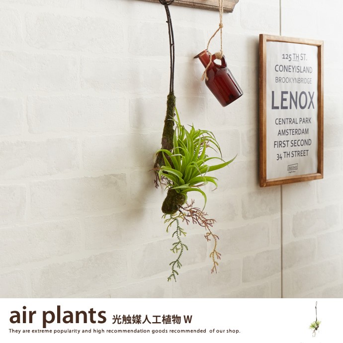 観葉植物寄植え　着生エアープランツ アスプレニウム壁掛け植物 観葉植物寄植え 着生エアープランツ アスプレニウム壁掛け植物