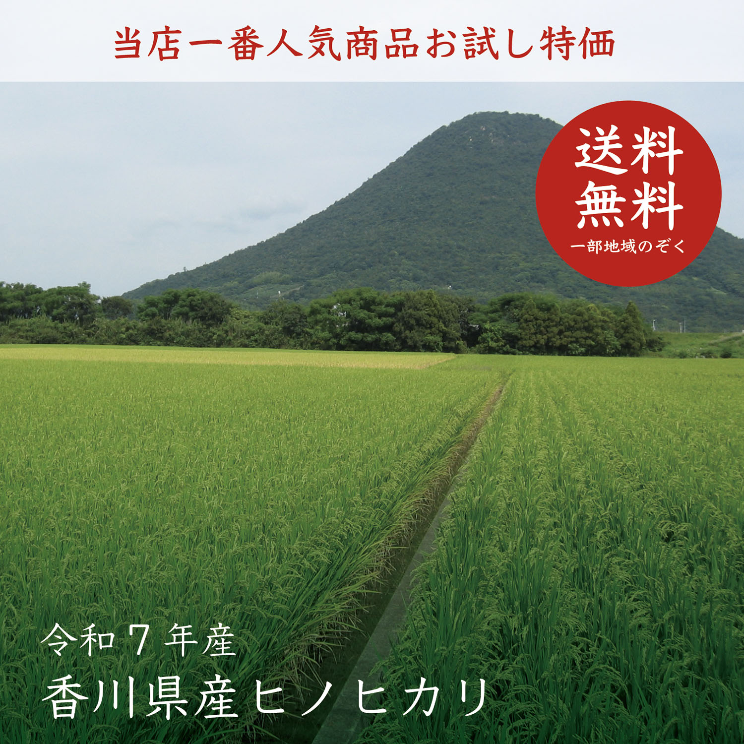 ヒノヒカリ 【令和7年産】【送料無料】香川県産ヒノヒカリ白米5kg 【ひ