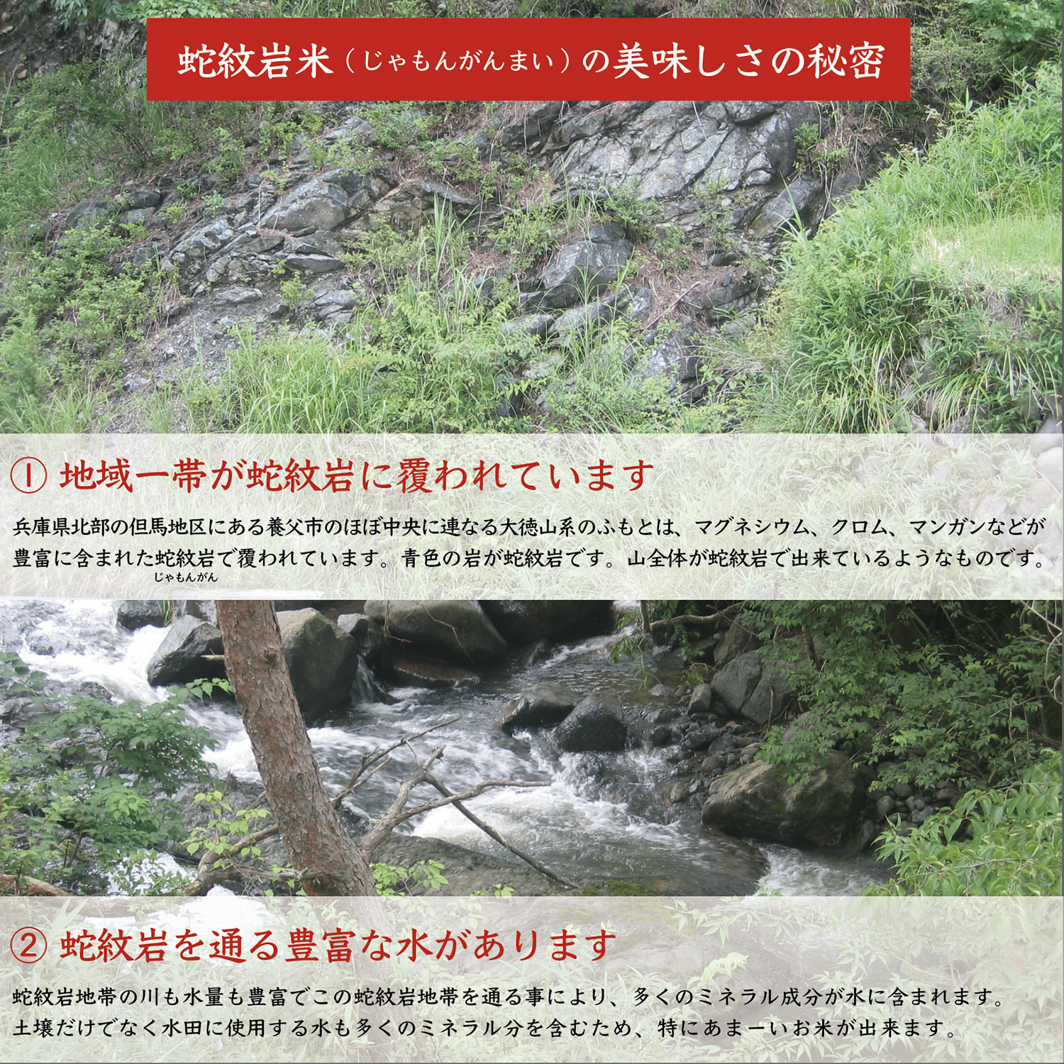 コシヒカリ 【令和7年産】【送料無料】【白米】兵庫県たじま養父産