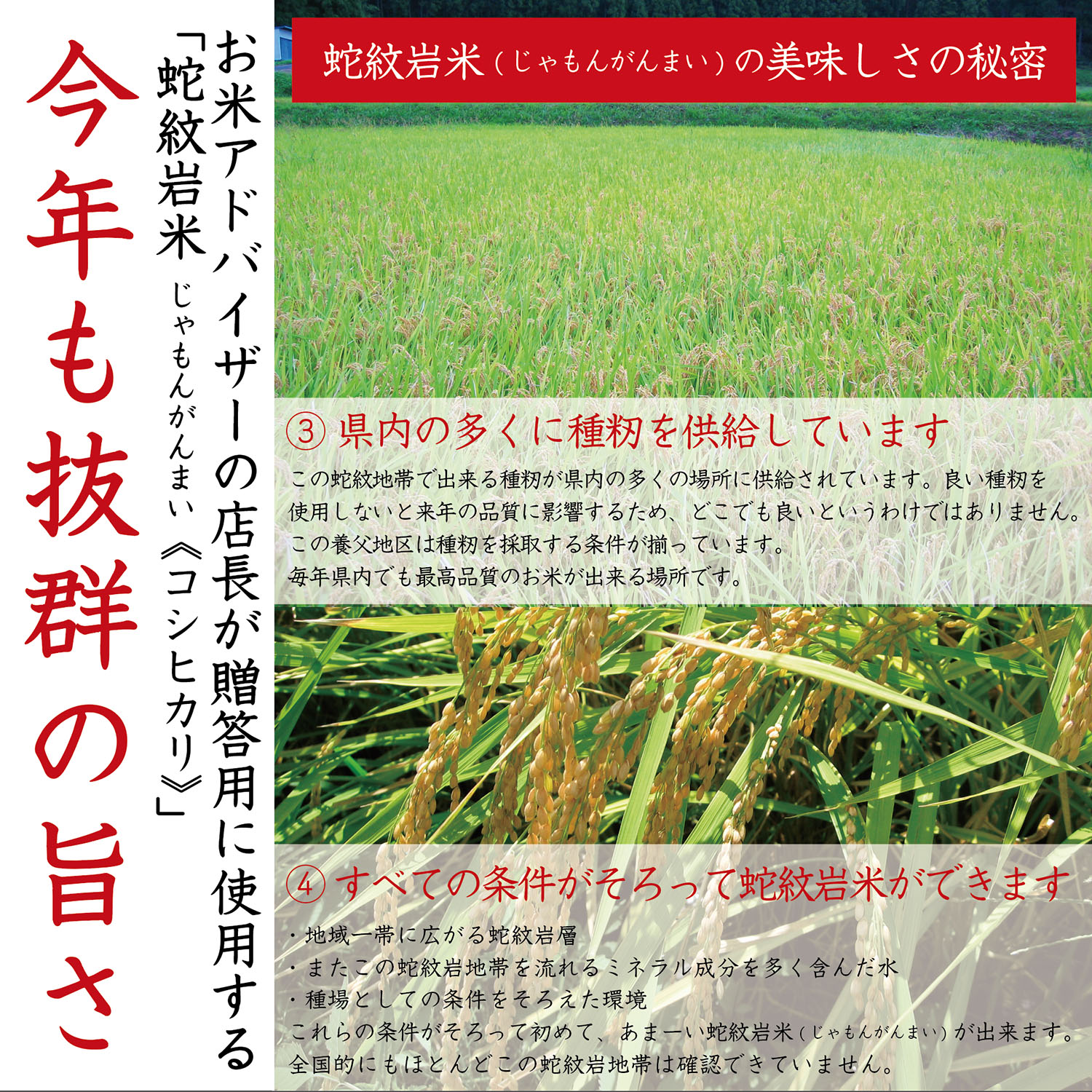コシヒカリ 【令和7年産】【送料無料】蛇紋岩米玄米30kg 【コシヒカリ 
