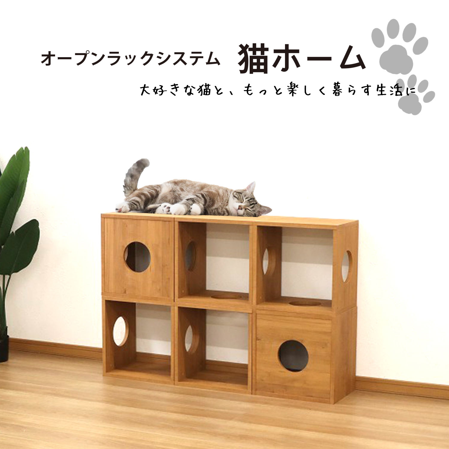 ねこぼ 250200762.jpg?v=1744188068