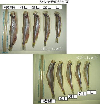 ししゃものサイズ
