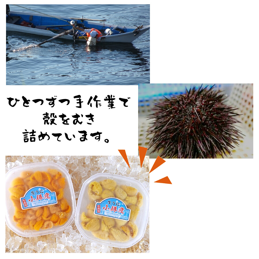 日付指定不可 小樽産 塩水うに 100g 2個セット 白ウニ 期間限定 送料無料 キタムラサキウニ 無添加 雲丹 小樽ブランド ミョウバン不使用 冷蔵便 3084 海鮮小樽webショップ 通販 Yahoo ショッピング