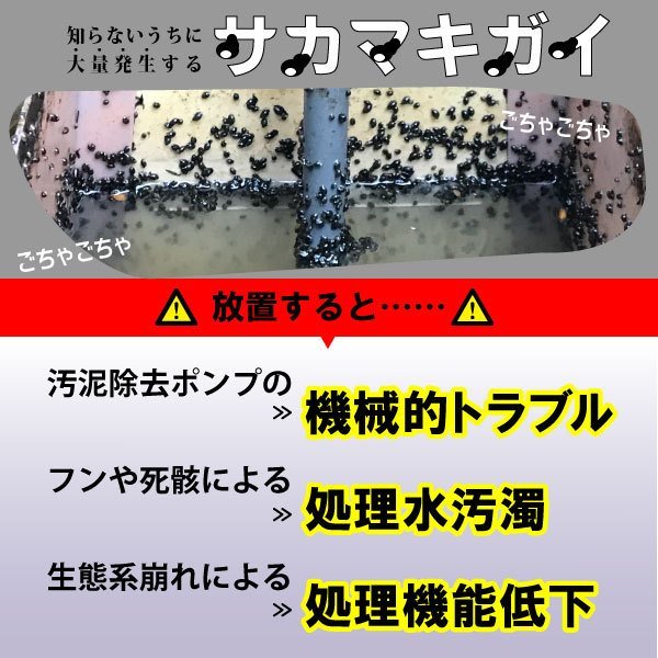サカマキガイ駆除剤 サカマキラー 1kg 浄化槽 サカマキ貝 対策