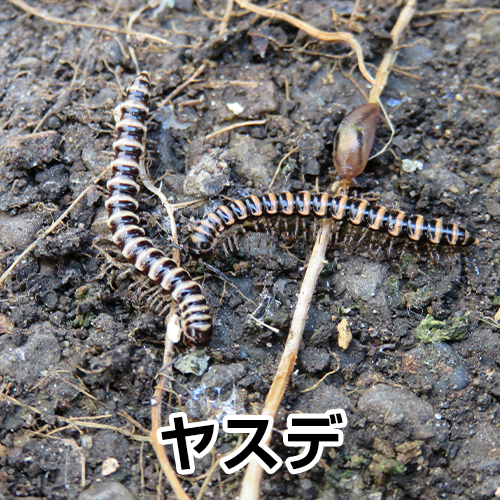 クモ ムカデ カメムシ用 殺虫剤 業務用 ムシロック水性乳剤 1l タカラダニ ガ チョウバエ アリ ハチ 対策 快適クラブ net 通販 Yahoo ショッピング クモ ムカデ カメムシ用 殺虫剤 業務用 ムシロック水性乳剤 1l タカラダニ ガ チョウバエ アリ ハチ 対策 快適クラブ net 通販 Yahoo ショッピング