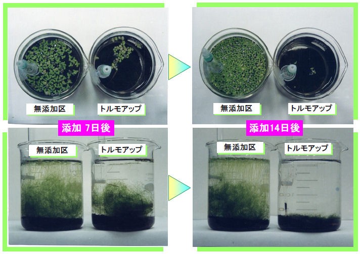 除藻剤 熱帯魚 アクアリウム用品 トルモアップ トルモアップ ペット用品 生き物 1000トン用 600g×10缶セット