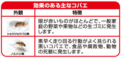 初回限定 コバエ駆除 コバエがホイホイ セット ケース アース製薬 史上最も激安 Www Muslimaidusa Org